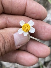 Bidens bigelovii