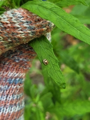 Psyllobora confluens