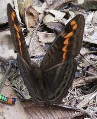 Adelpha levona