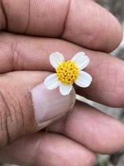 Bidens bigelovii