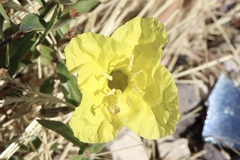 Oenothera hartwegii