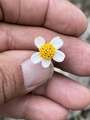 Bidens bigelovii