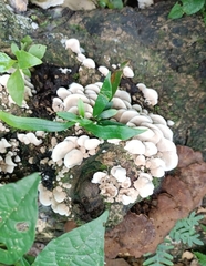 Panellus pusillus