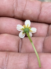 Bidens bigelovii