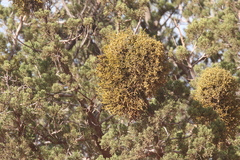 Phoradendron juniperinum