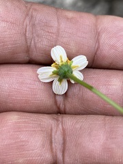 Bidens bigelovii