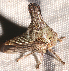 Glossonotus acuminatus
