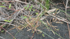 Cyperus flavidus