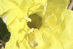 Oenothera hartwegii