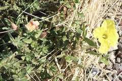 Oenothera hartwegii