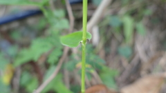 Panicum notatum