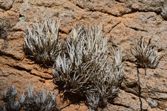 Tillandsia fresnilloensis