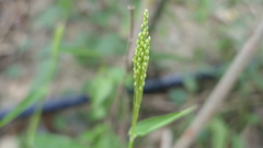 Panicum notatum