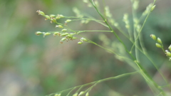 Panicum notatum