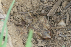 Sclerophrys poweri