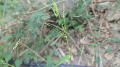 Panicum notatum
