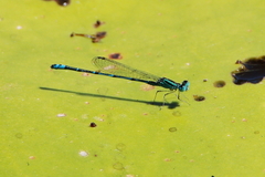 Austroagrion exclamationis