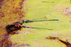 Austroagrion exclamationis