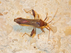 Grammopoecilus flavicornis
