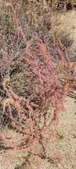 Amaranthus fimbriatus