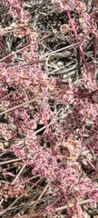 Amaranthus fimbriatus