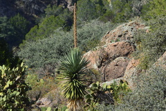 Dasylirion acrotrichum