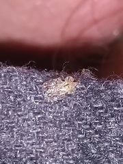 Corythucha marmorata