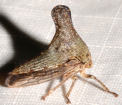 Glossonotus acuminatus