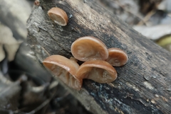 Auricularia villosula