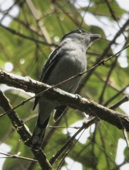 Pachyramphus polychopterus