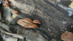 Auricularia villosula