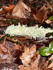 Punctelia perreticulata