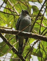 Pachyramphus polychopterus