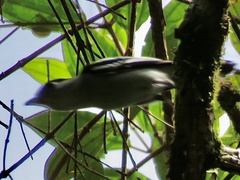 Pachyramphus polychopterus