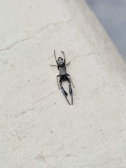 Myrmarachnini