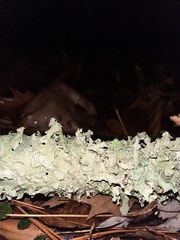 Punctelia perreticulata