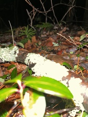 Punctelia perreticulata