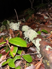 Punctelia perreticulata