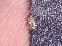 Corythucha marmorata