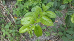Rhamnus formosana