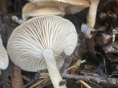 Clitocybe