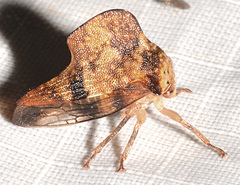 Telamona maculata