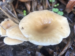 Clitocybe
