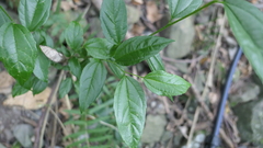 Celtis tetrandra