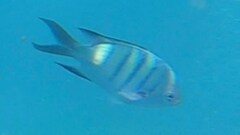 Abudefduf whitleyi