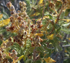Chamaebatiaria millefolium