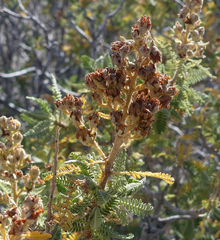 Chamaebatiaria millefolium