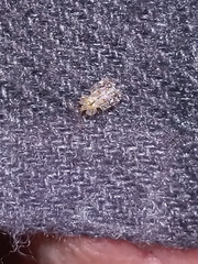 Corythucha marmorata