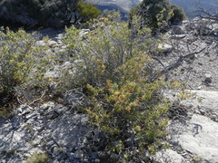 Chamaebatiaria millefolium