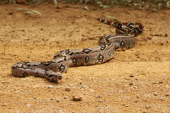 Boa constrictor